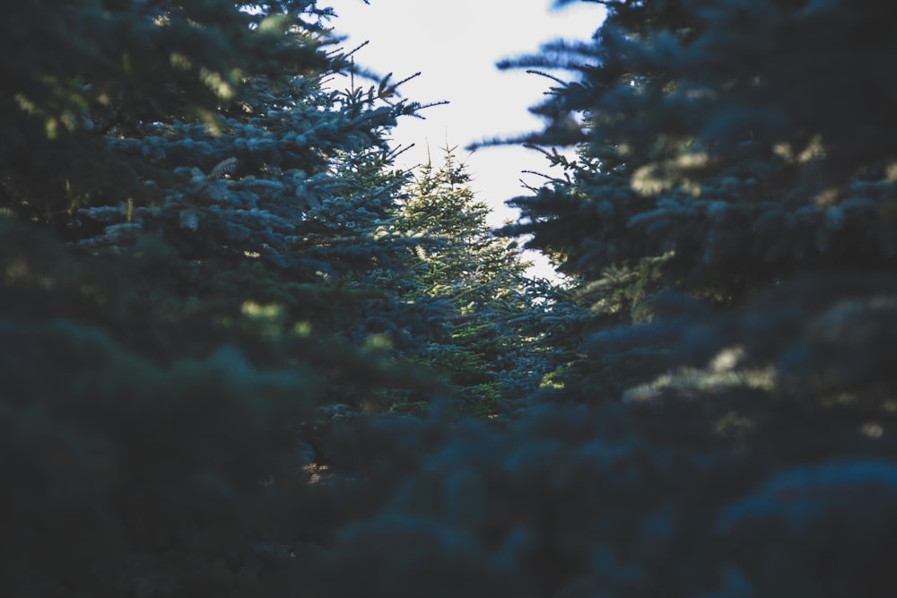 green pine trees at daytime