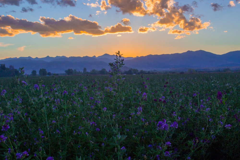 purple flower field near mountain range under golden house