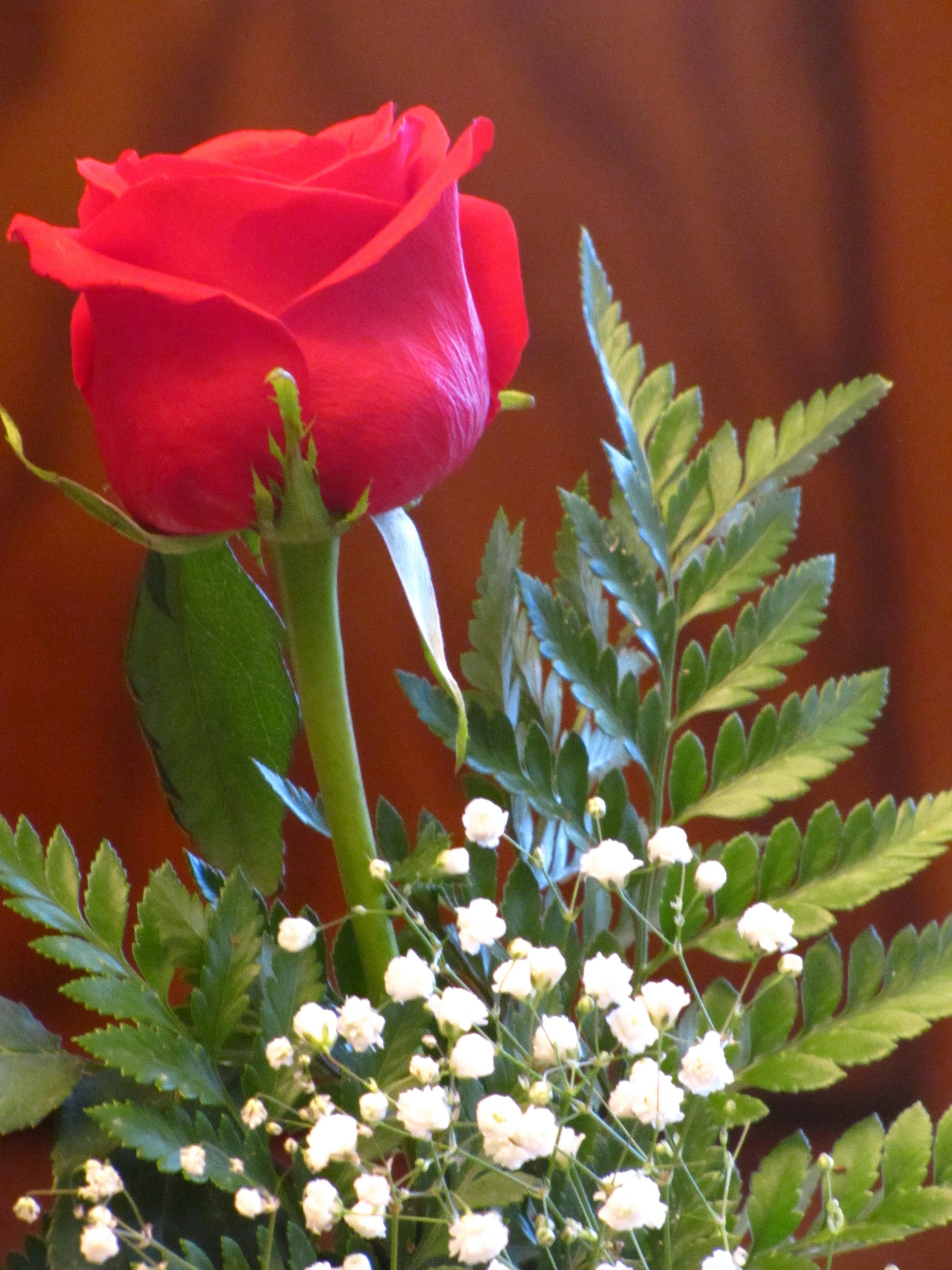 Free Unsplash photo from Danton Holcombe