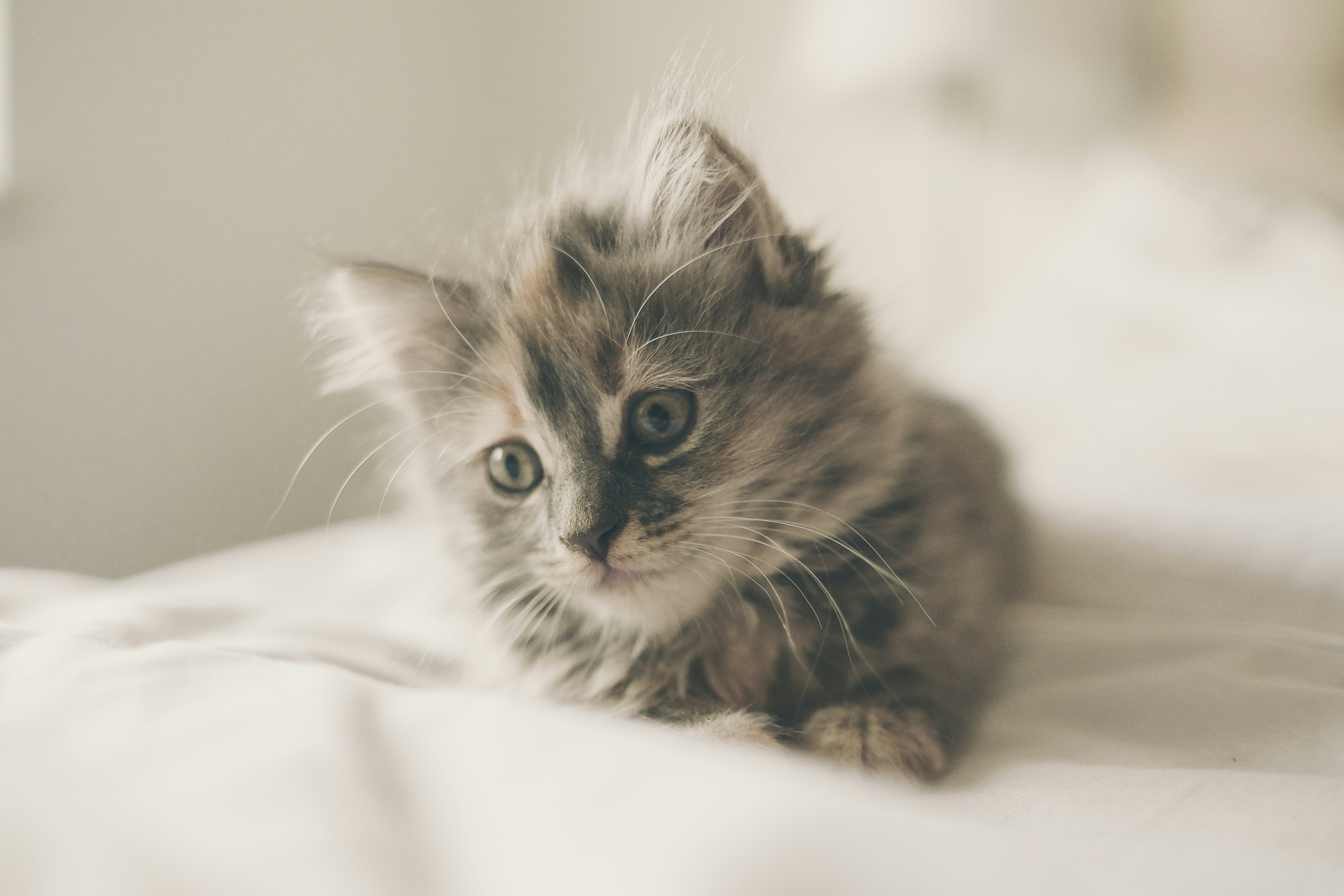 Fading Kitten Syndrome: Age, Causes, Symptoms, Treatment