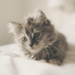 close up photo of kitten lying on white textile