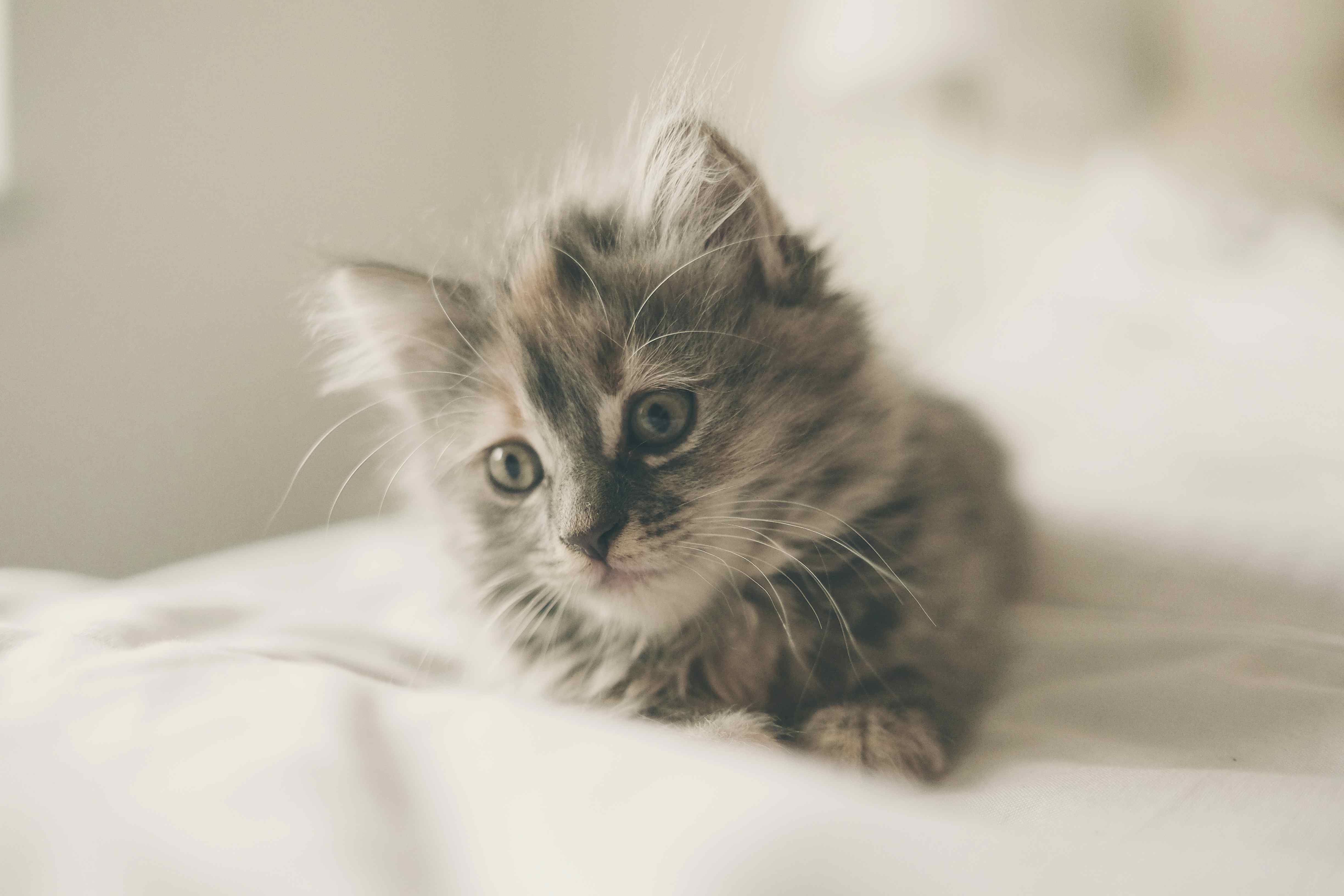 Diluted calico kitten