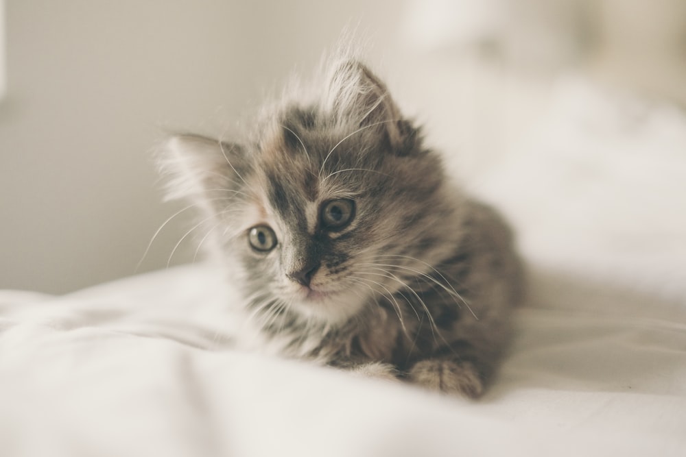 close up photo of kitten lying on white textile