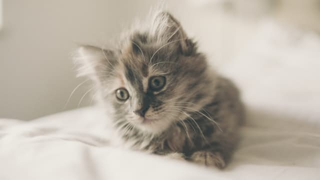 Kitten