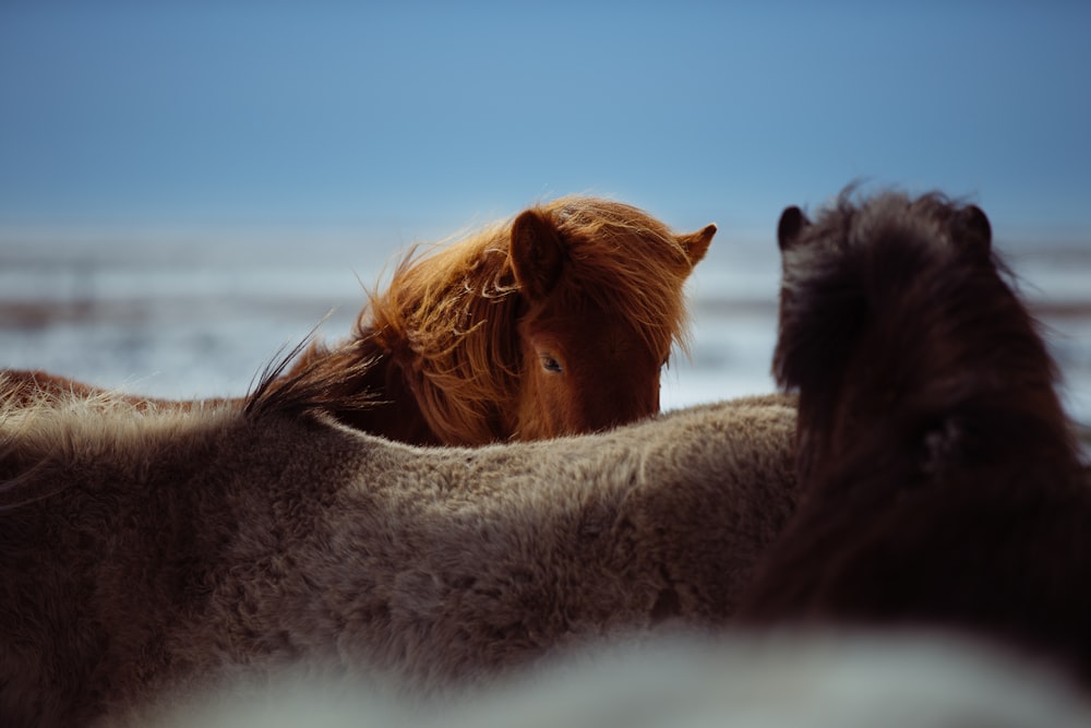 매크로 샷 사진에서 두 마리의 갈색 말