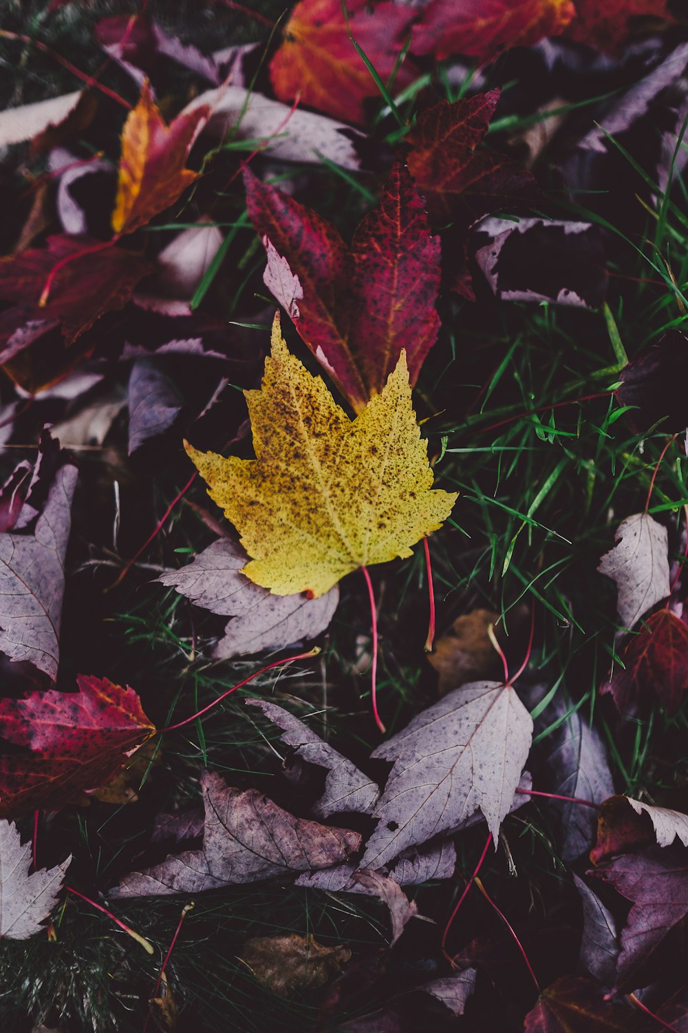 A yellow maple leaf among other red autumn leaves