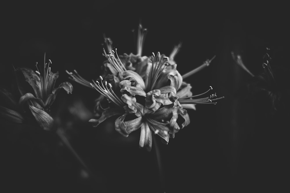 Photo en niveaux de gris de fleurs