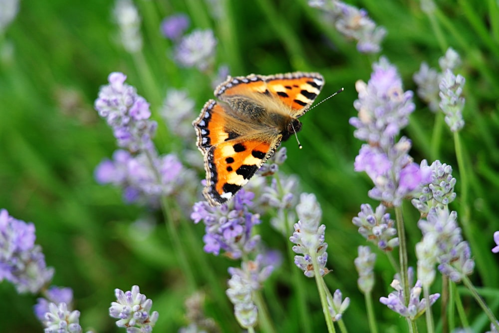 mariposa amarela e preta