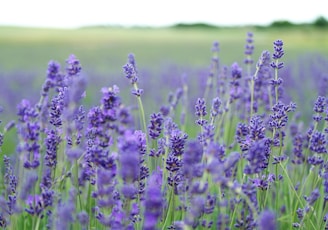 lavender flower field blooms at daytime