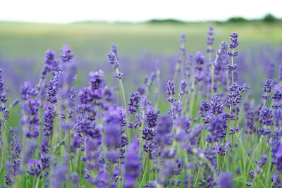 Lavender Growing India J&K Bhaderwah — Anxiety Sleep Herb Encyclopedia