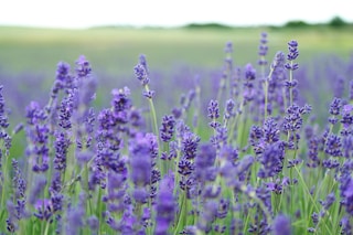 lavender flower field blooms at daytime
