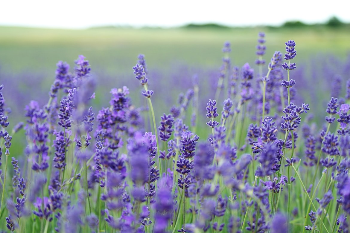Image is of a field of lavender plants
