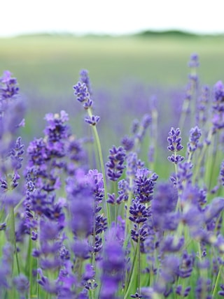 lavender flower field blooms at daytime