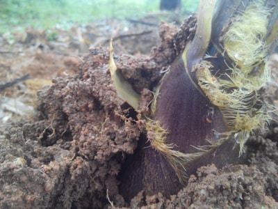 A vibrant video showcasing bamboo biochar being applied to soil.