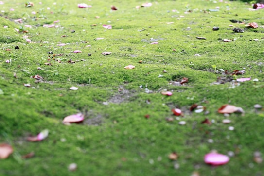 A lush green surface covered with moss and scattered with a few fallen leaves and petals in shades of brown and pink. The texture appears soft and the scene is serene, suggesting a natural outdoor setting.