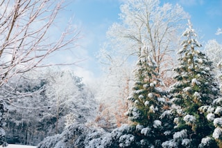 green pine trees during snow season