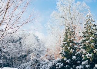 green pine trees during snow season