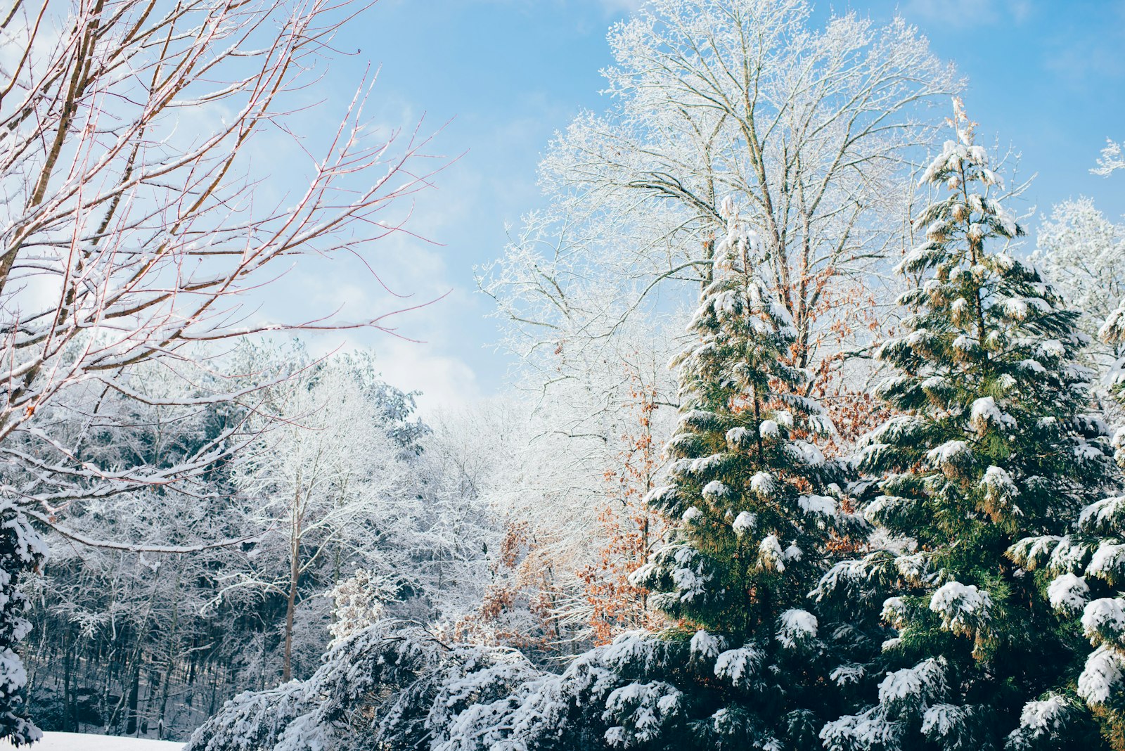 Nikon AF-S Nikkor 35mm F1.4G sample photo. Green pine trees during photography