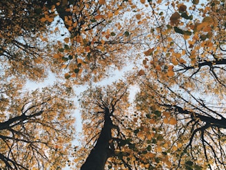 brown leaf trees low-angle photgraphy