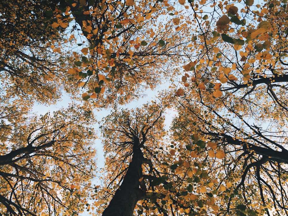 Fotografía de ángulo bajo de árboles de hojas marrones