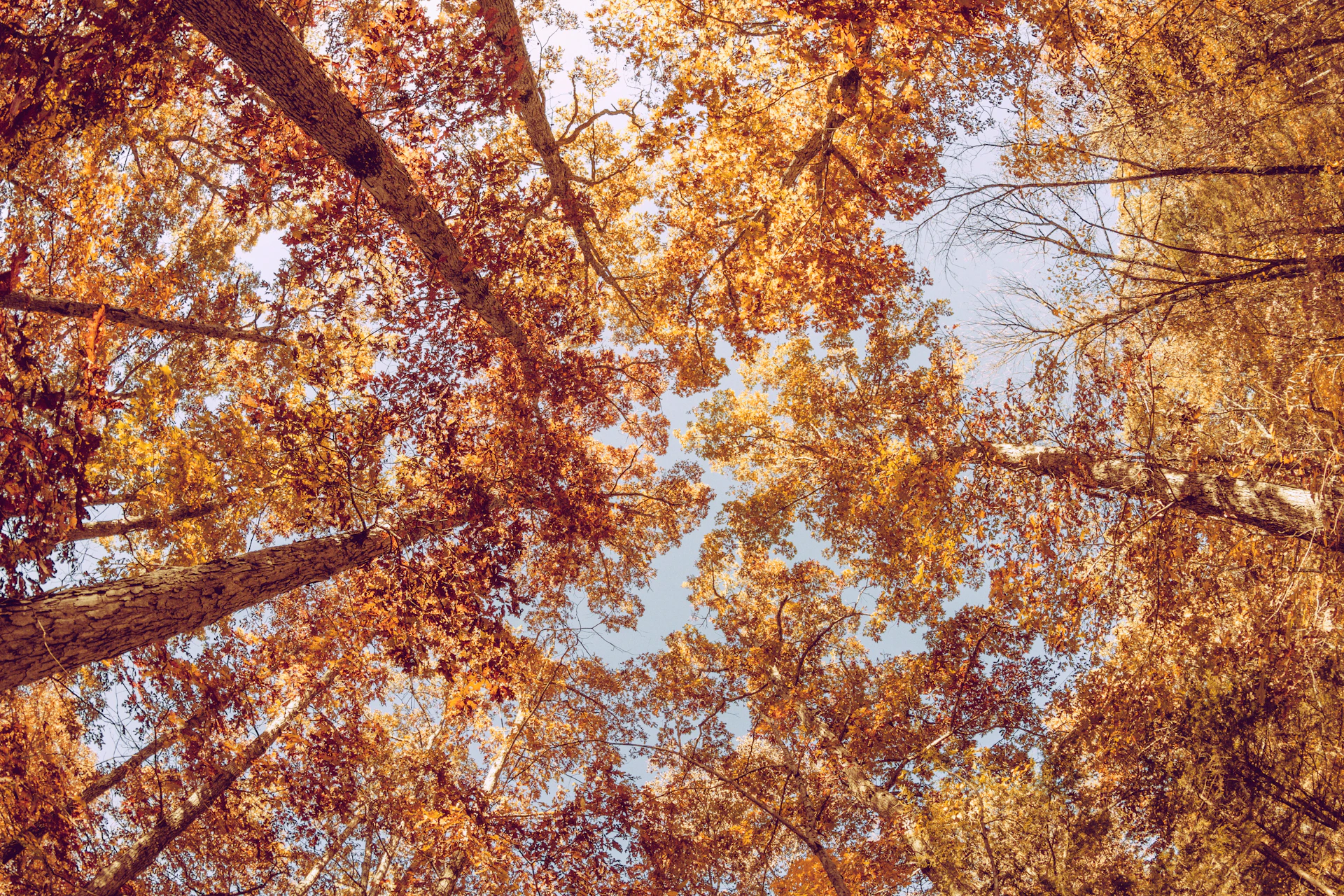 low angle view of trees