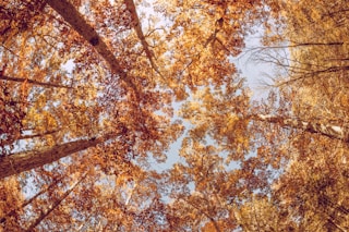 low angle view of trees