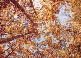 low angle view of trees