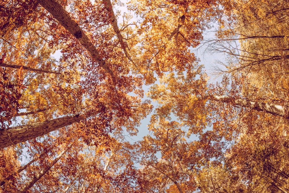 low angle view of trees