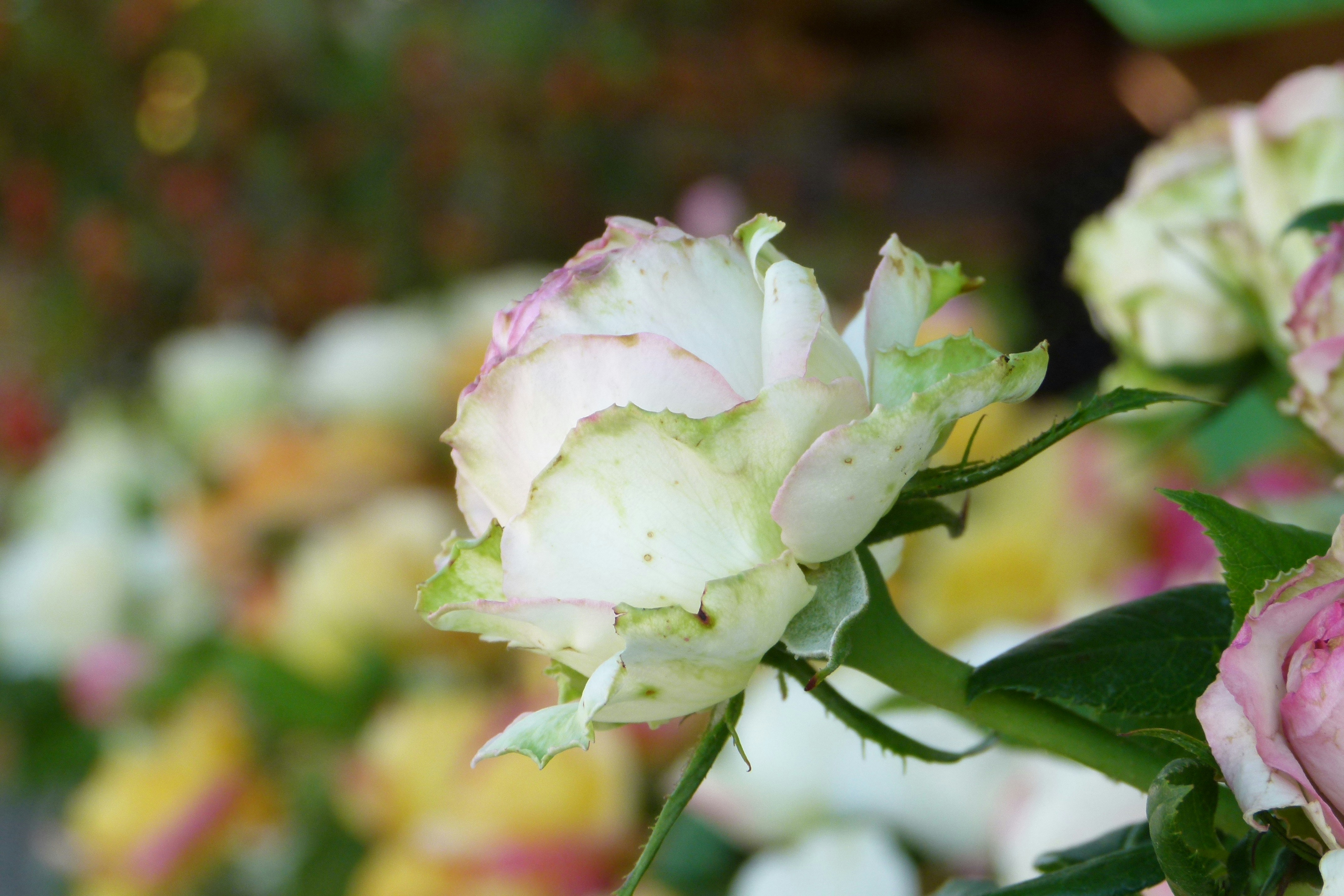 Free Unsplash photo from Katja Grasinger