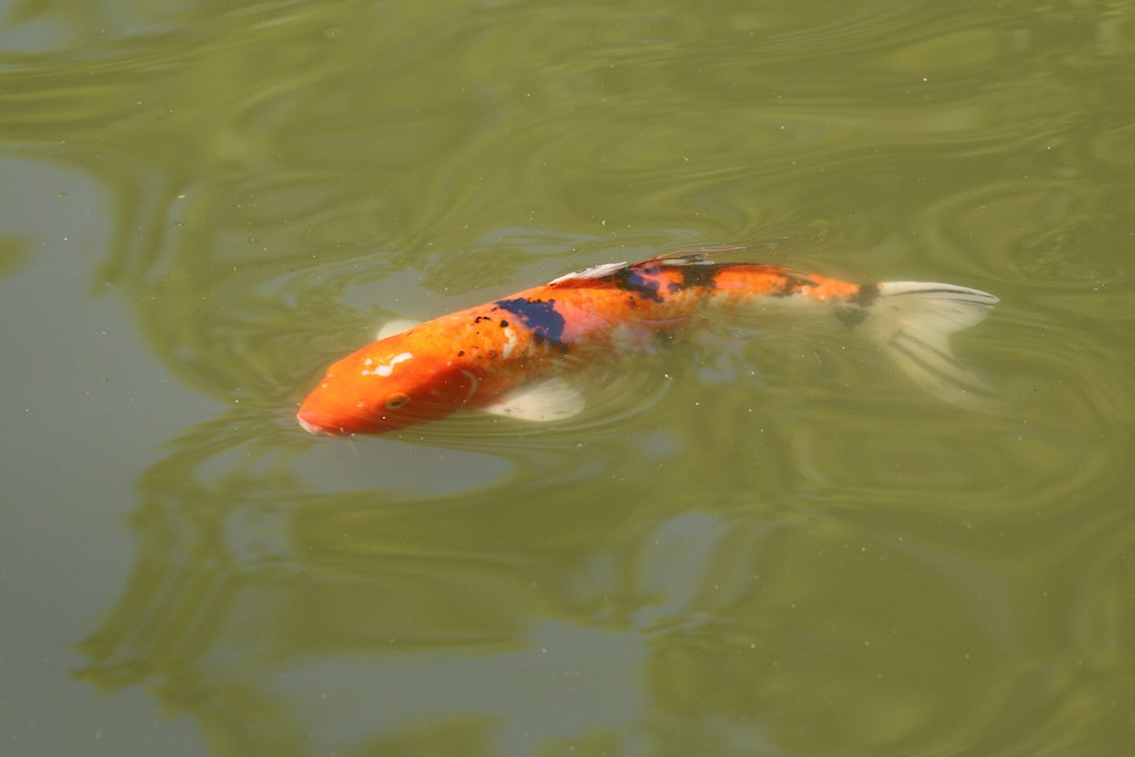 Koi Hitam Putih