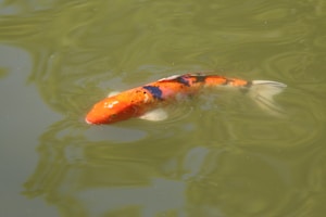 Koi Hitam Putih