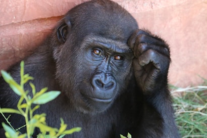 A gorilla is sitting next to a wall, resting its hand on the side of its head. Its eyes appear thoughtful as it gazes forward. A few green leaves are visible in the foreground.