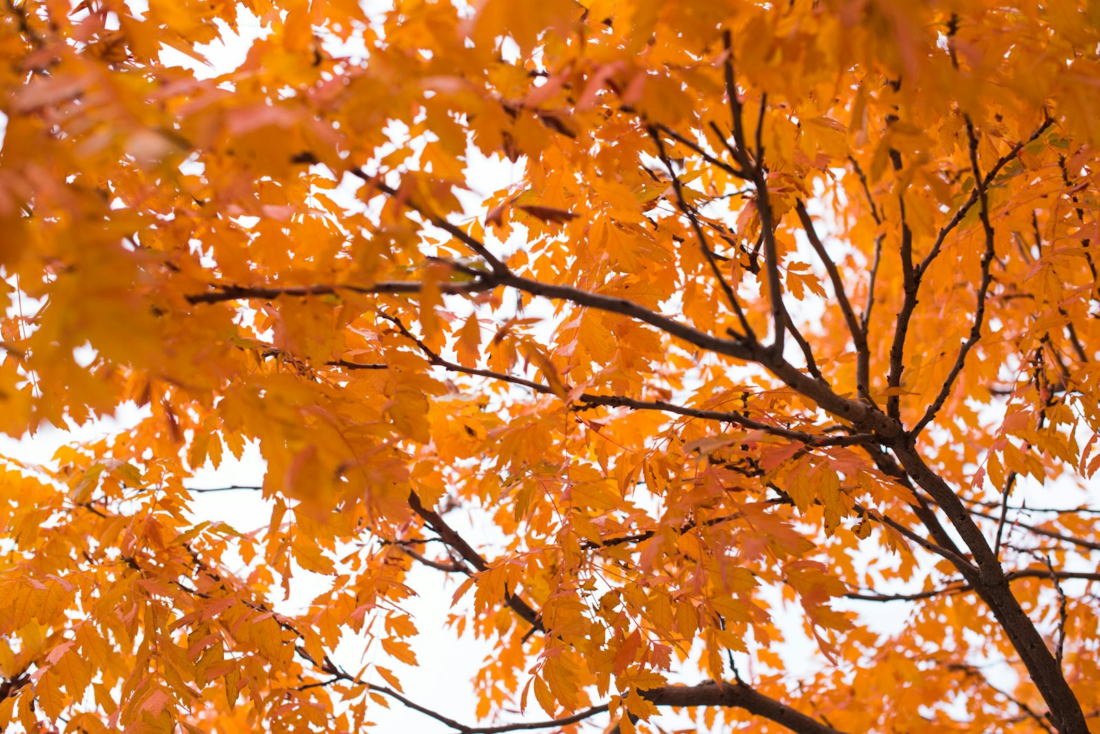 Nikon D810 + Nikon AF-S Nikkor 50mm F1.4G sample photo. Orange and brown tree photography