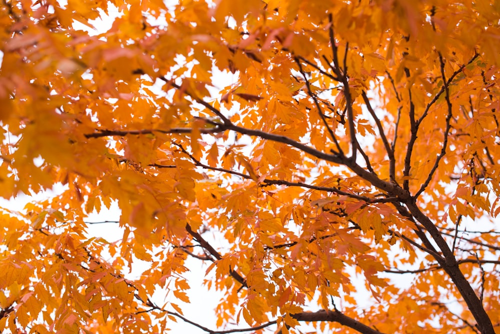 orange and brown tree branch