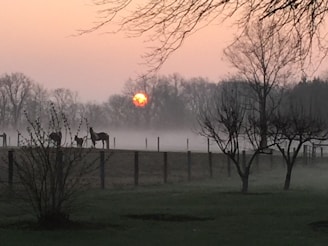 Sunset over the high fence ranch with deer grazing near the hunting cabin.