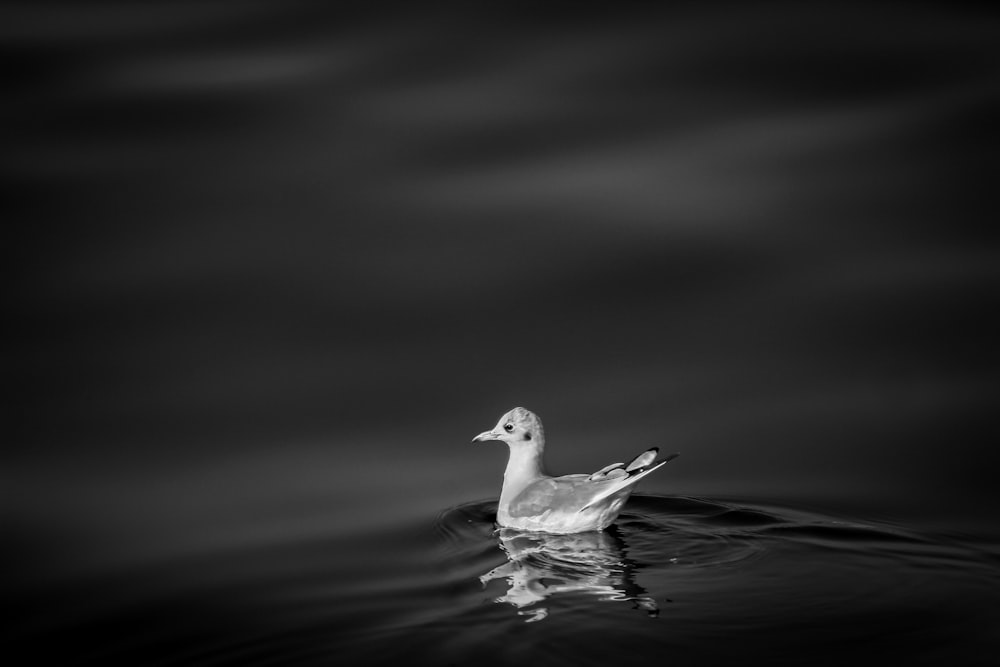 Aves nadando durante la noche