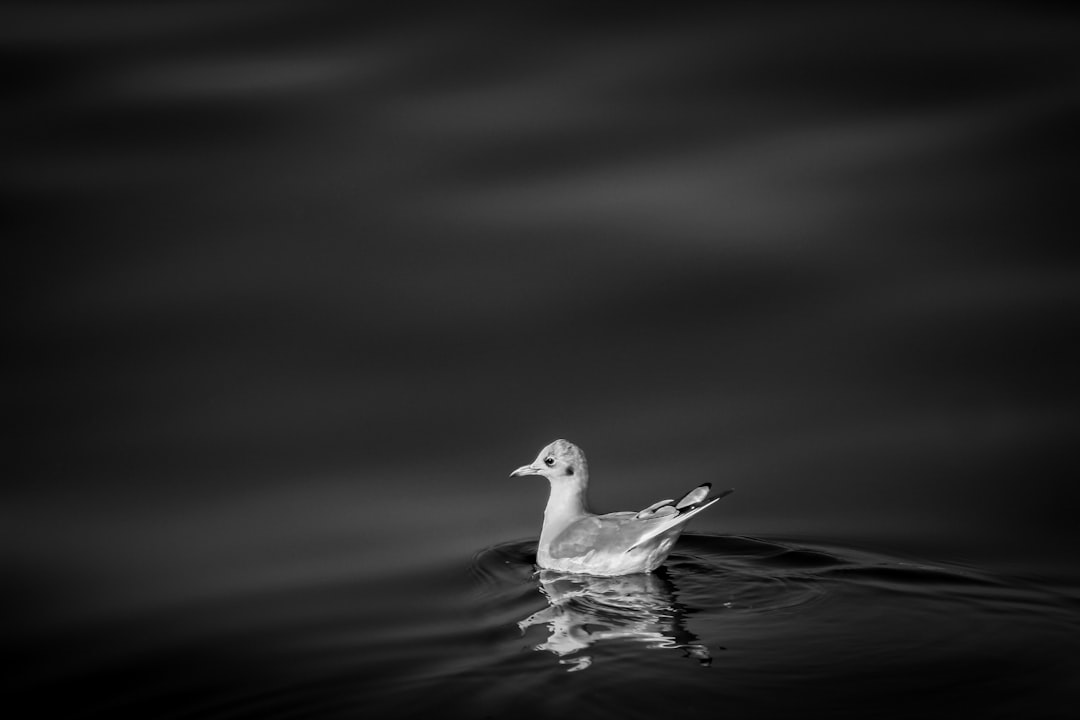 bird swimming during nighttime