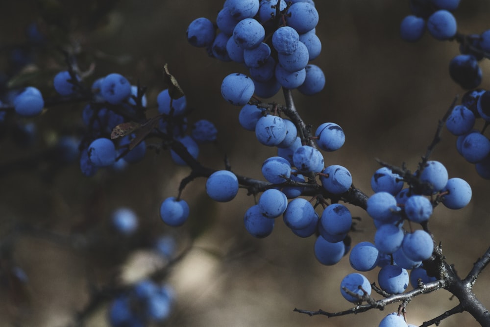 selective focus photography of blue berries