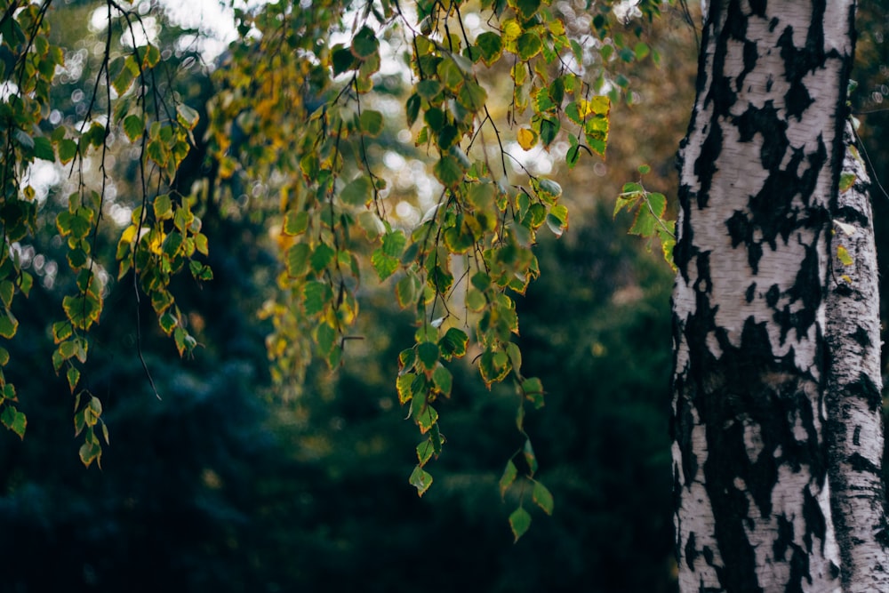 green trees