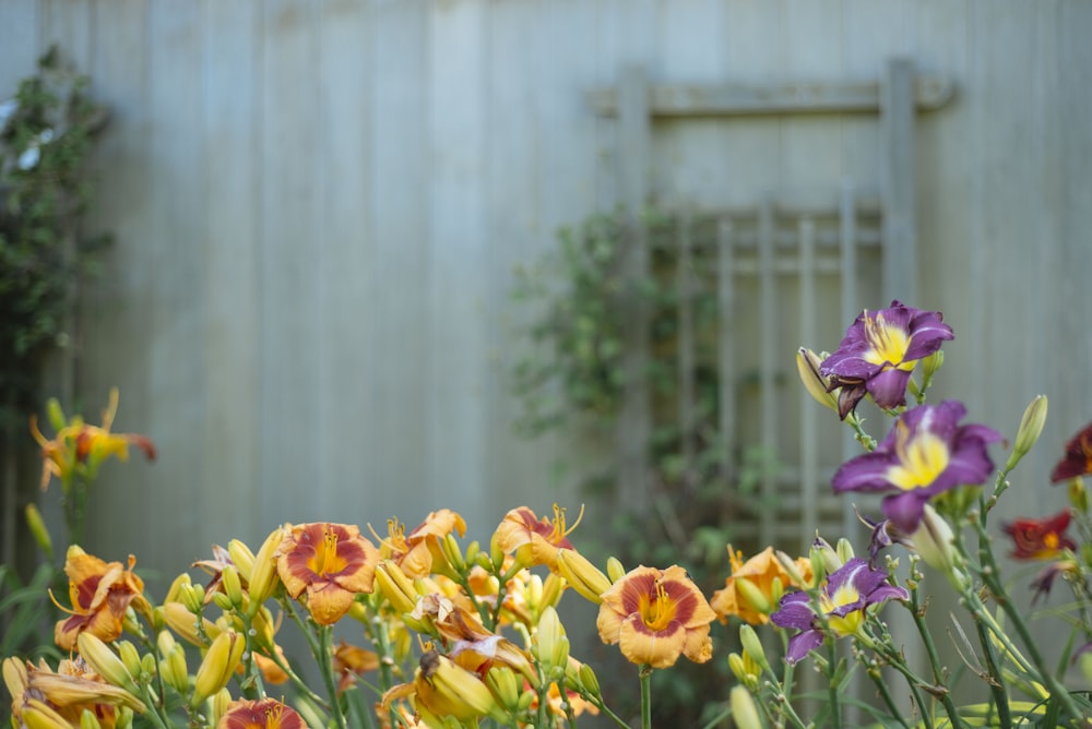 yellow and purple flowers in shallow focus shot