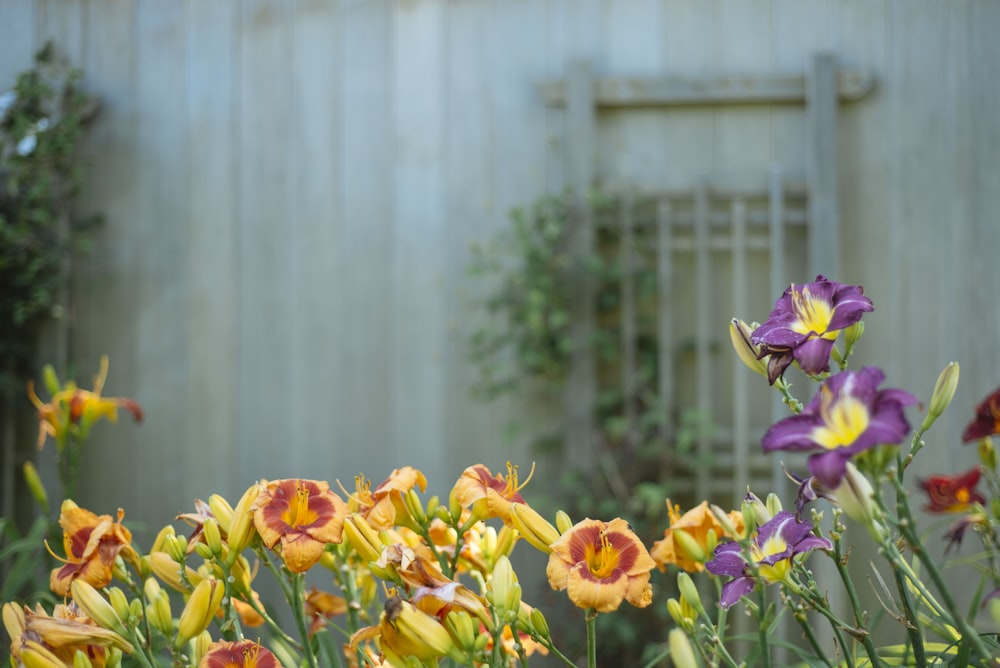 浅いフォーカスショットの黄色と紫の花