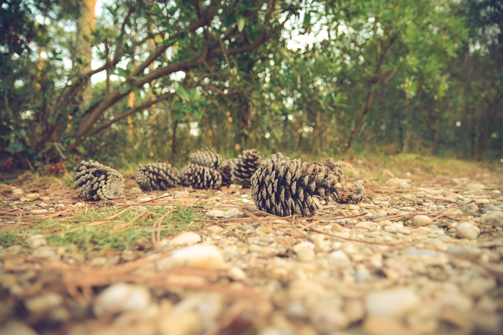 pine cones