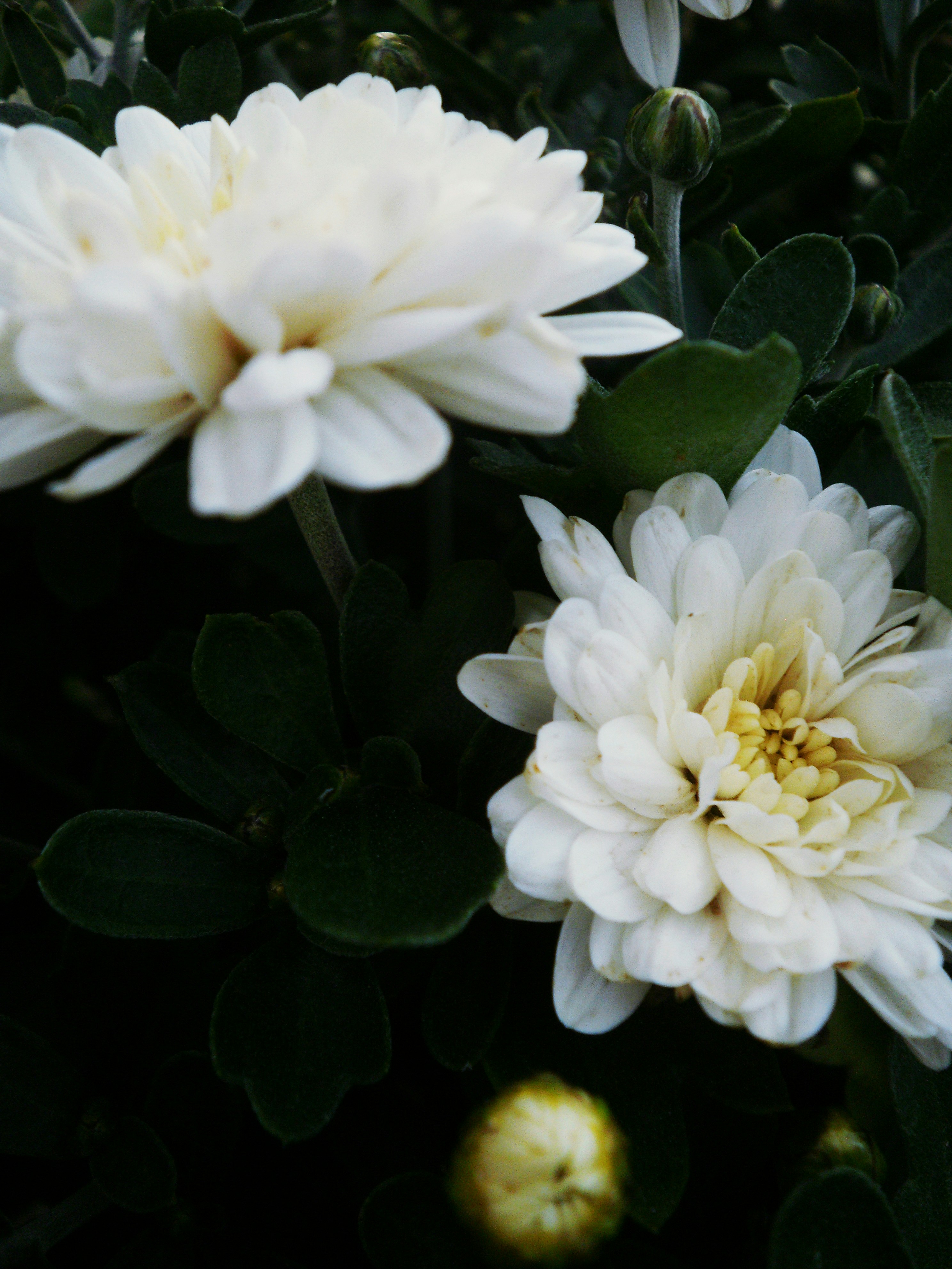 Free Unsplash photo from Kata Osto