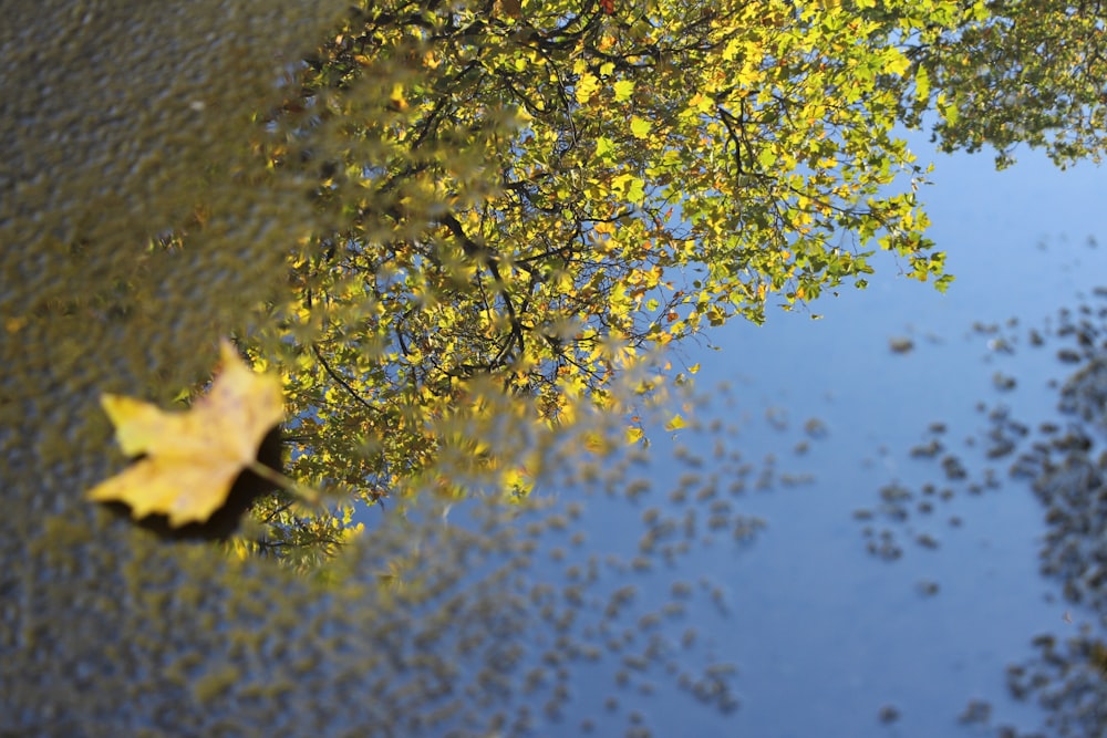 feuille séchée sur plan d’eau