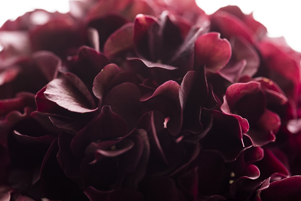 close up photography of red clustered flower