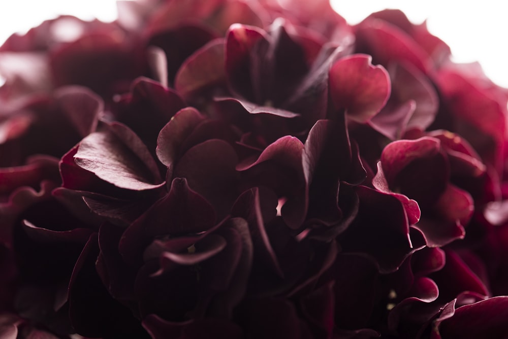 Fotografía de primer plano de flor roja agrupada