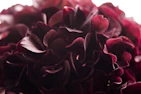 close up photography of red clustered flower