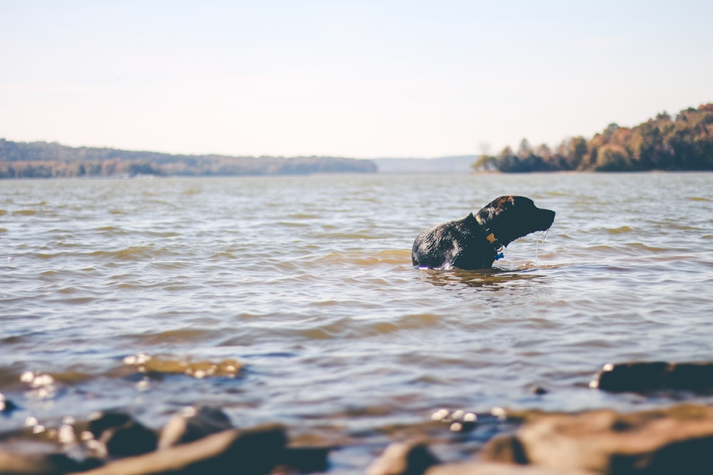 水域の黒いラブラドール犬