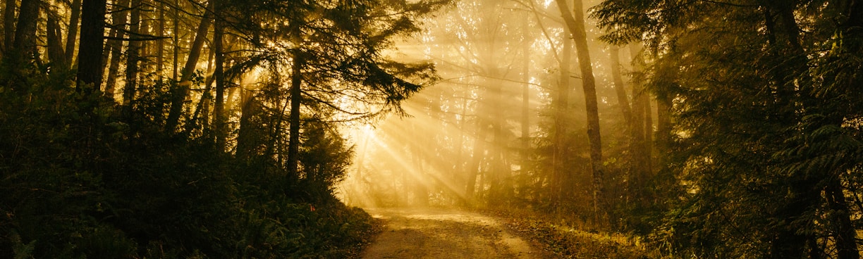 pathway between trees