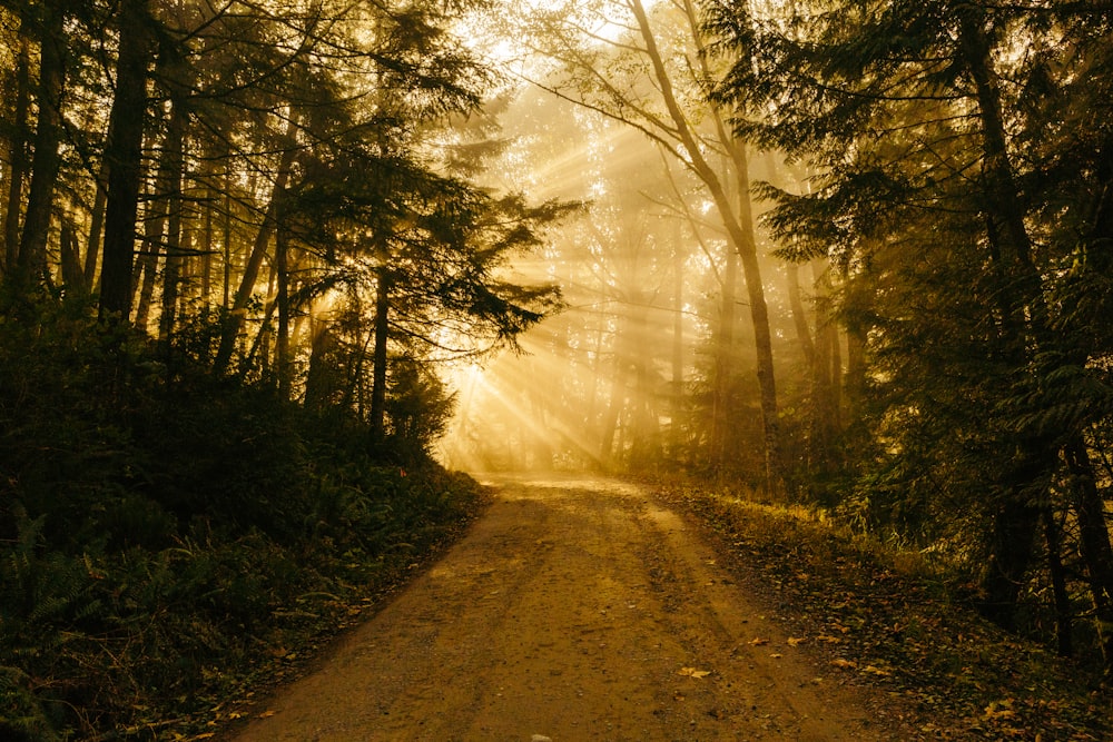 pathway between trees